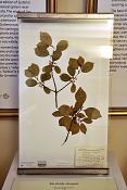 linnaeus museum uppsala 8-2015 7991